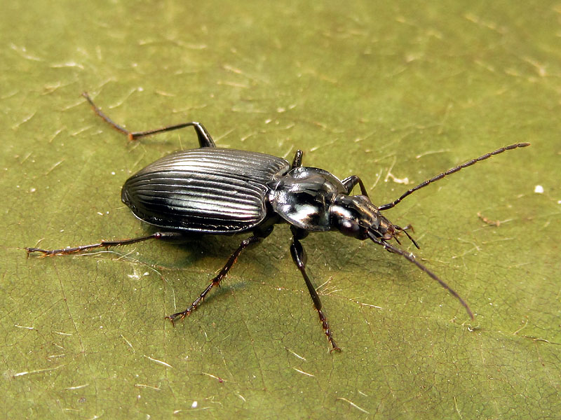 Carabidae: Agonum viduum